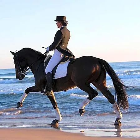 Caballos